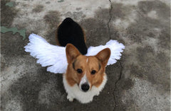 Angel Wings For Pets