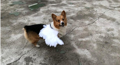 Angel Wings For Pets